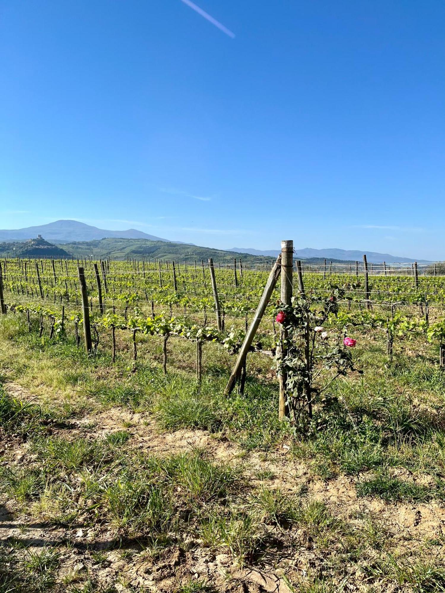 Agriturismo Le Querciole In Val D'Orcia Bagno Vignoni Eksteriør billede