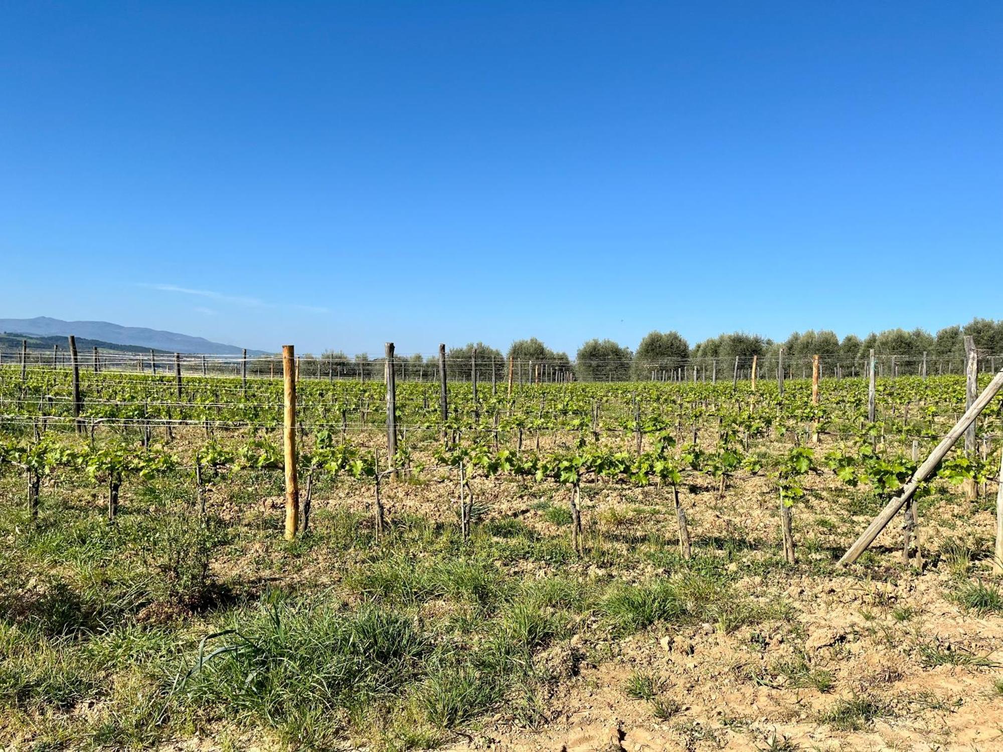 Agriturismo Le Querciole In Val D'Orcia Bagno Vignoni Eksteriør billede