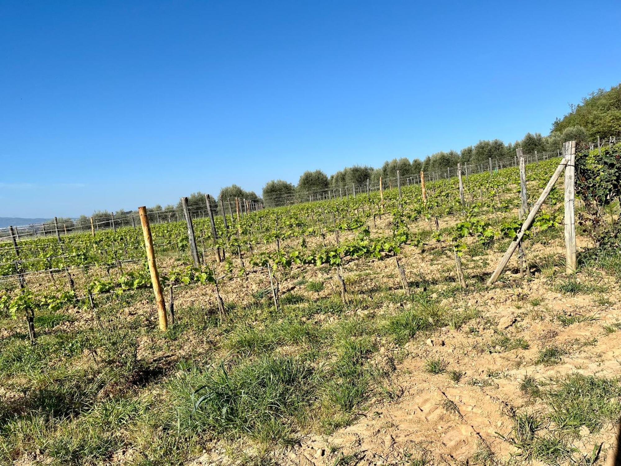 Agriturismo Le Querciole In Val D'Orcia Bagno Vignoni Eksteriør billede
